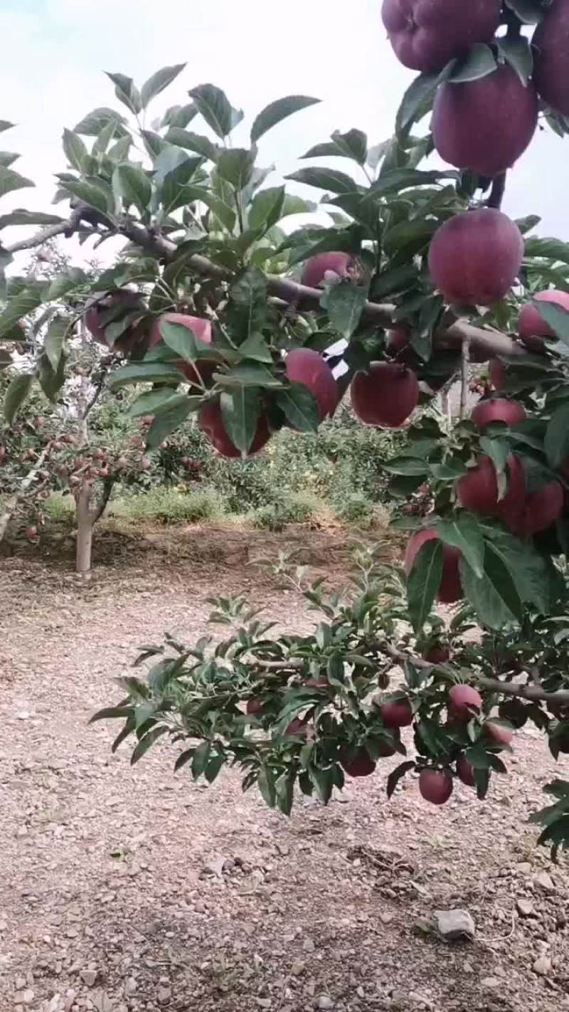 花牛苹果