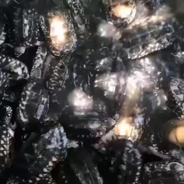 斑点龟碌，2两到3两，健康全品，