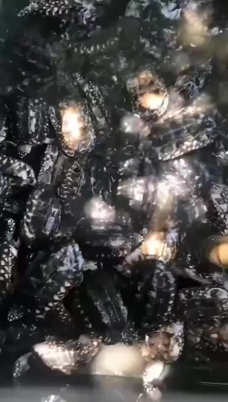 斑点龟碌，2两到3两，健康全品，