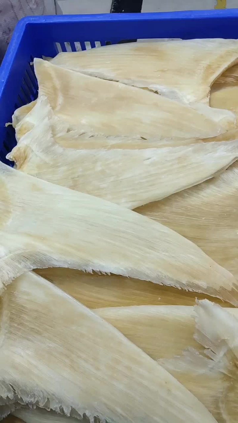 鱼翅