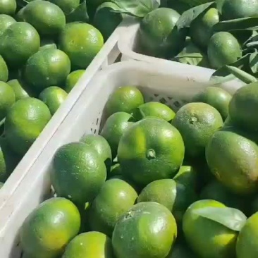柑桔
