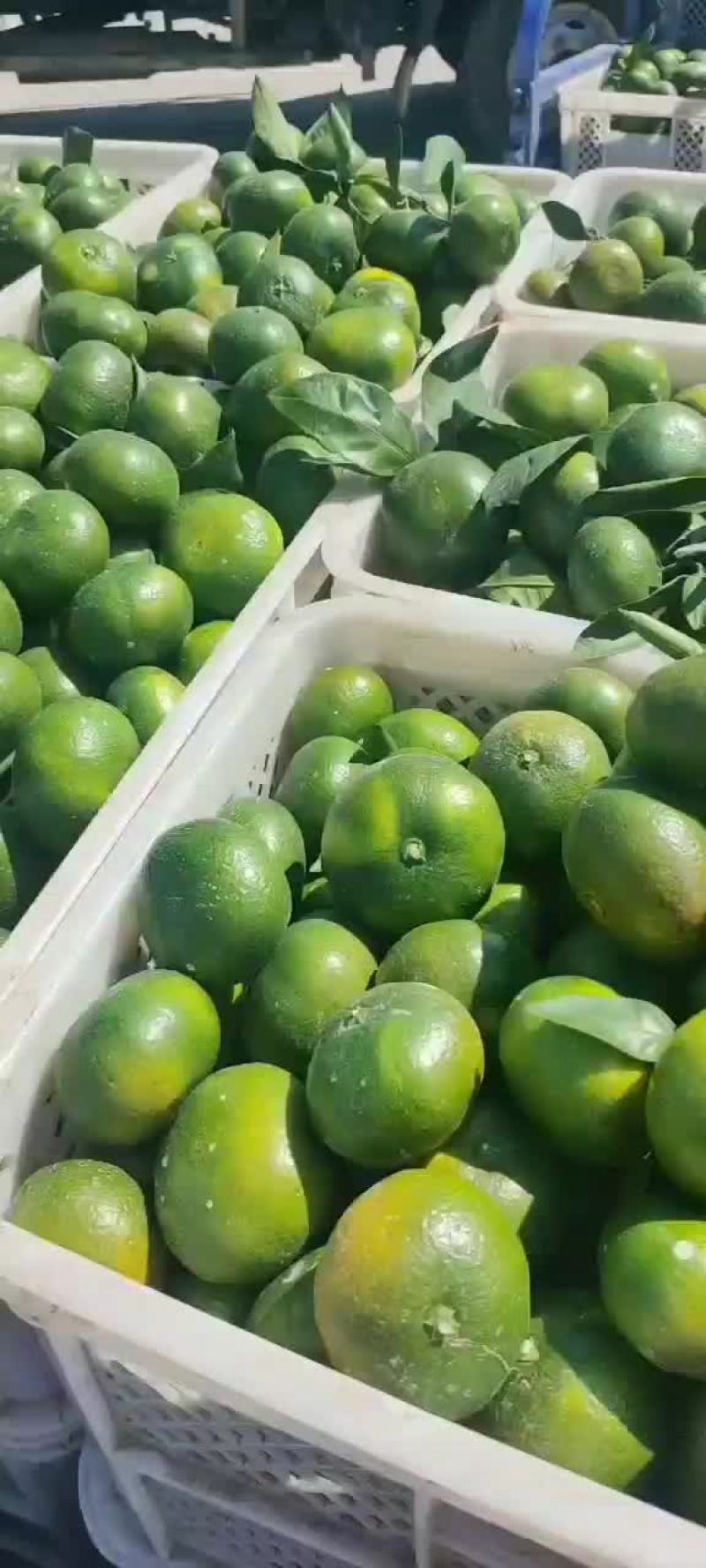 柑桔