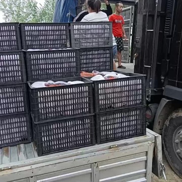 黄金梨热卖中