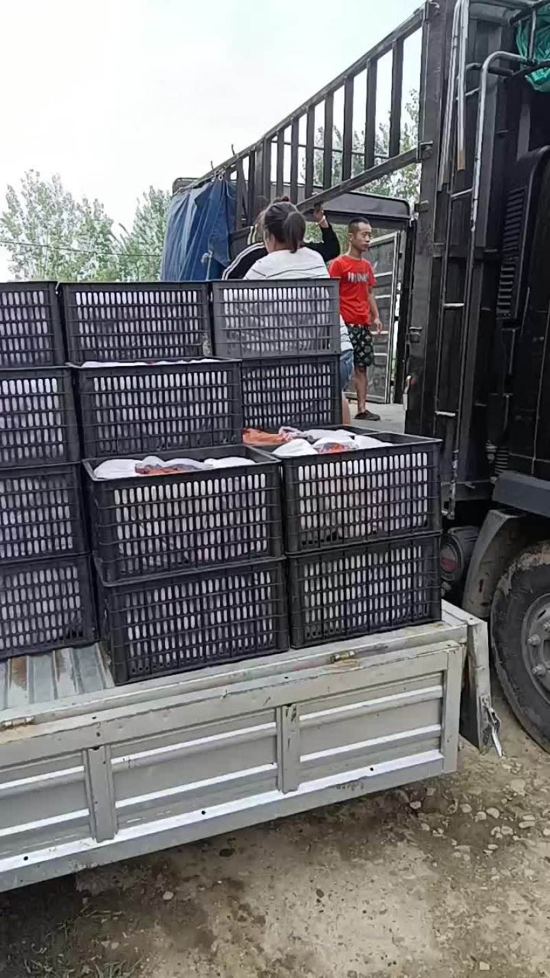 黄金梨热卖中