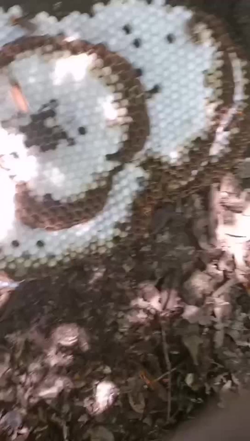 红娘。金环蜂蛹
