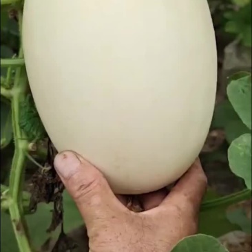 白金蜜甜瓜