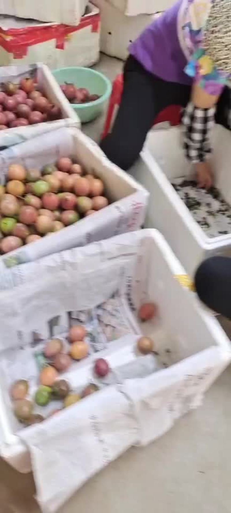 台农紫果