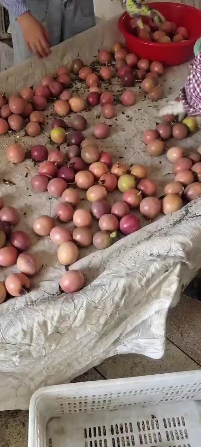 台农紫果