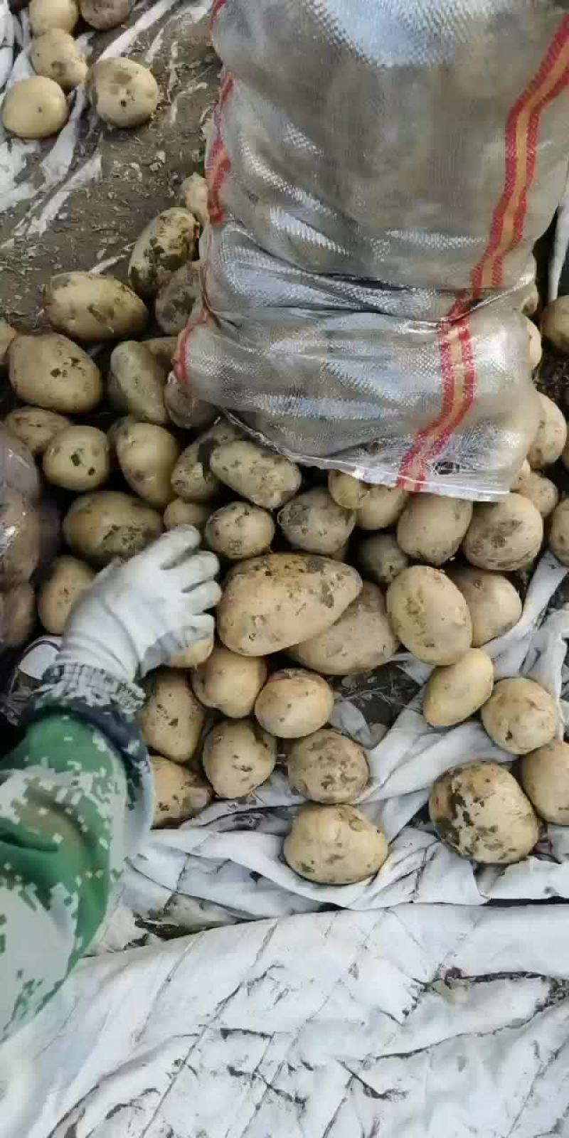 精品胡萝卜