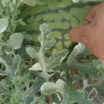 L600袖珍西瓜，代发全国各地，产地直发，量大从优！
