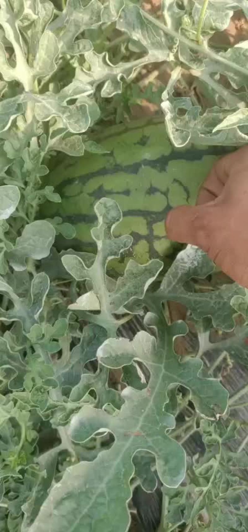 L600袖珍西瓜，代发全国各地，产地直发，量大从优！