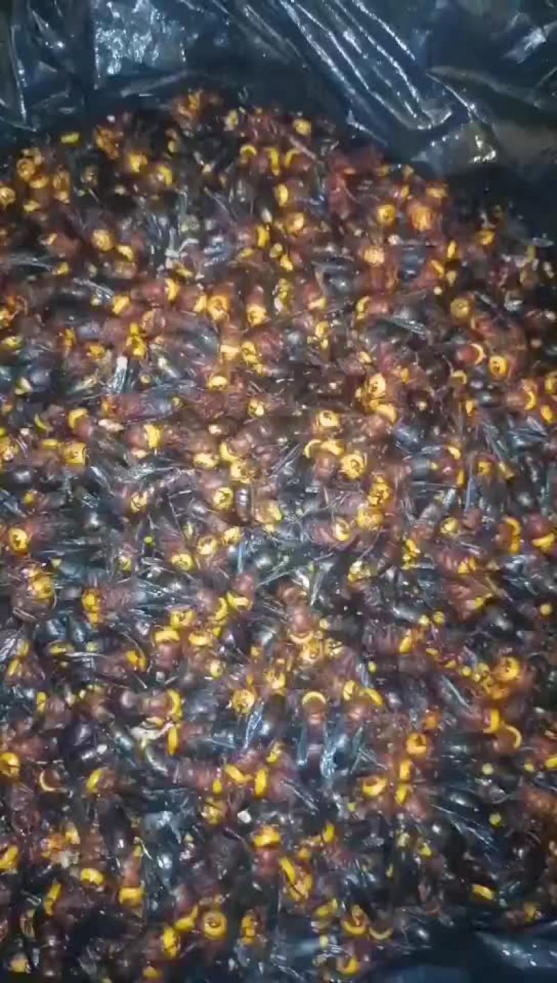 胡蜂