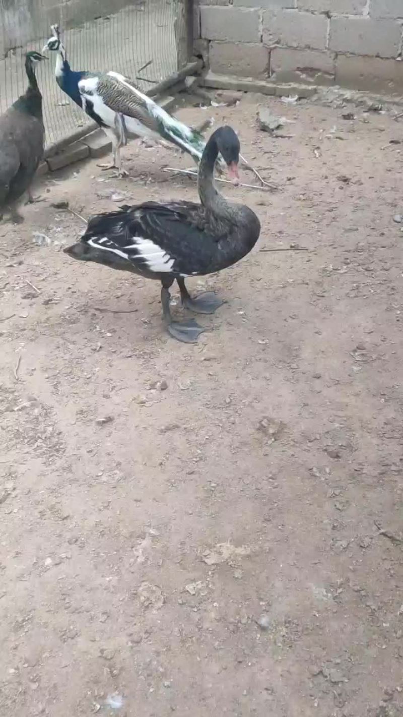 出售新疆飞鹅