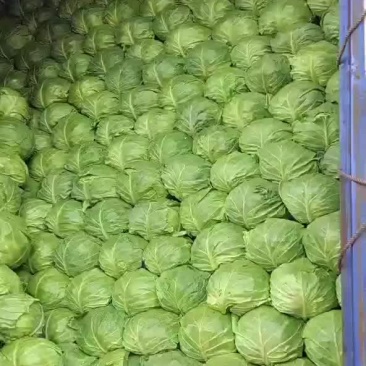 精品甘蓝。大棚甘蓝。