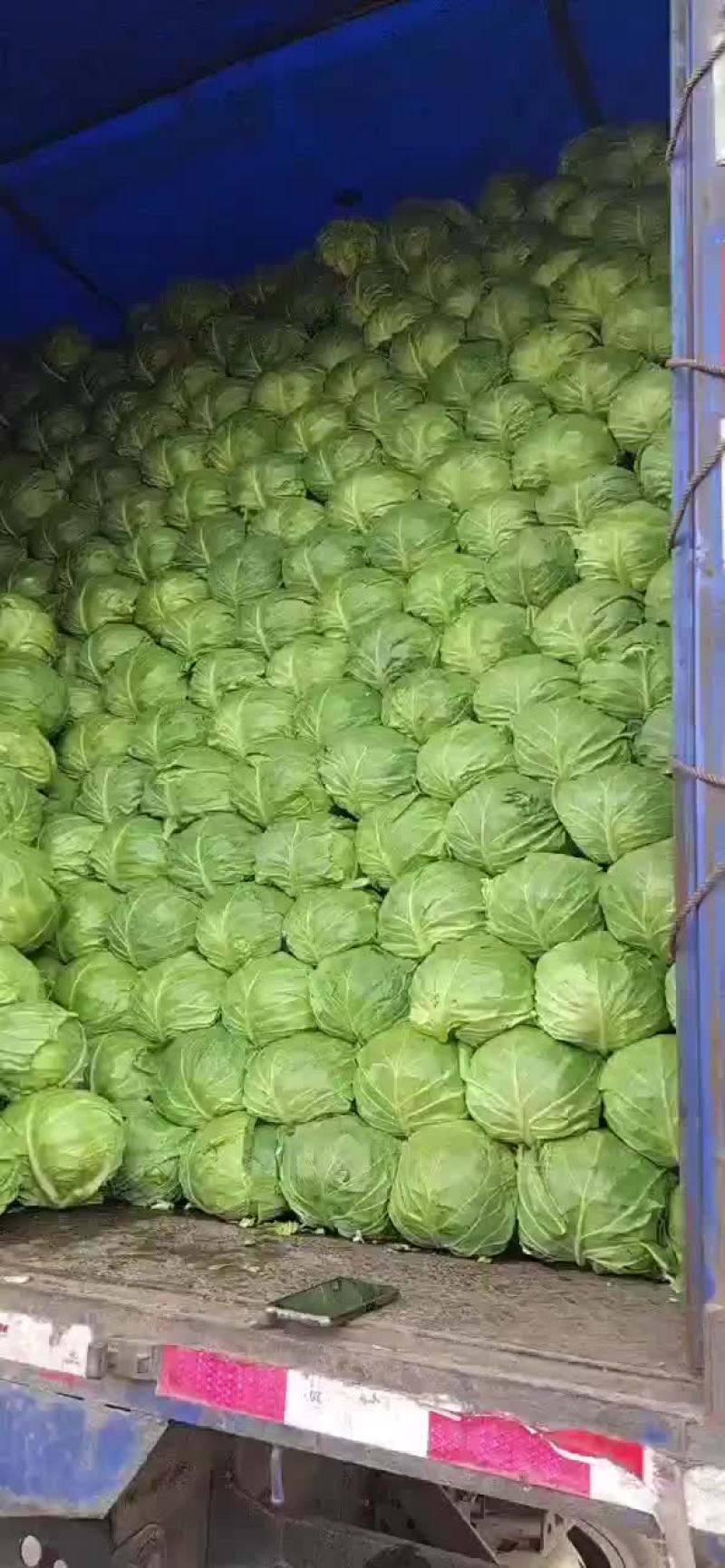 精品甘蓝。大棚甘蓝。