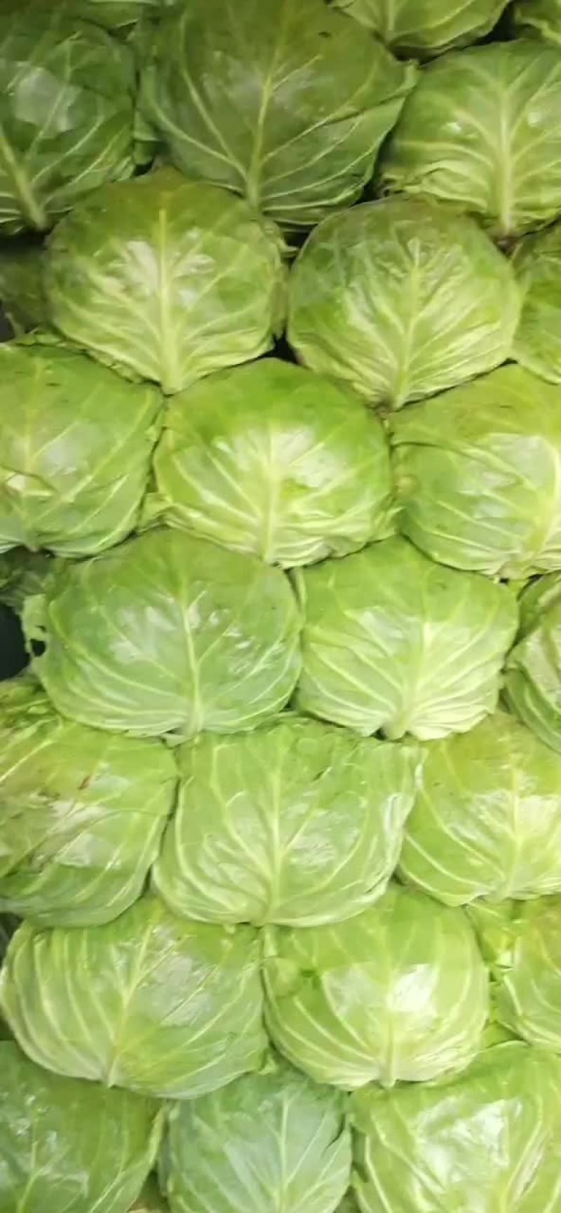 精品甘蓝。大棚甘蓝。