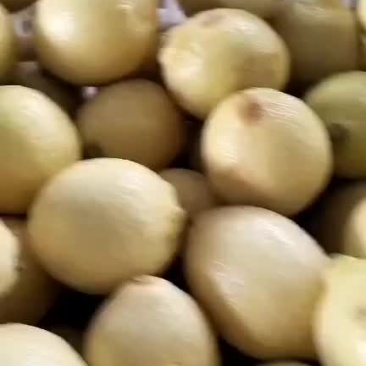 柠檬