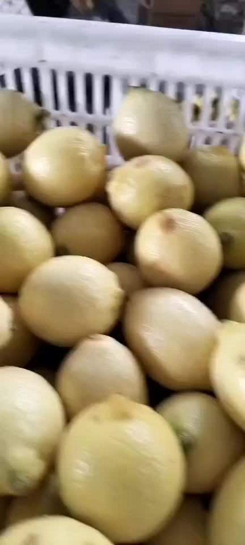 柠檬