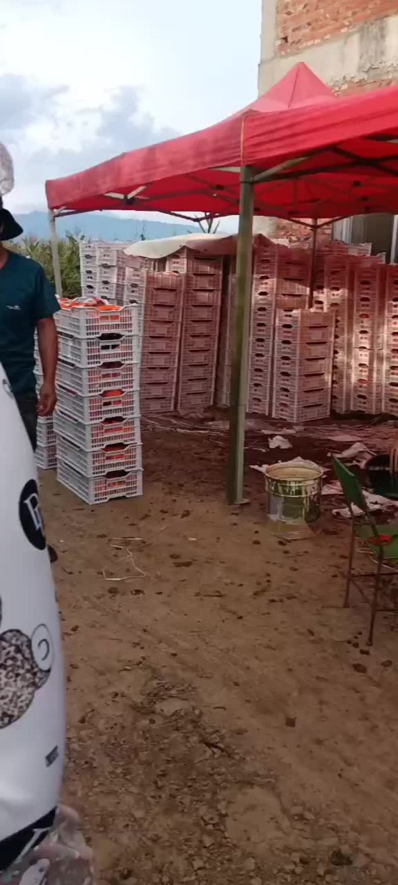 红玫瑰葡萄
