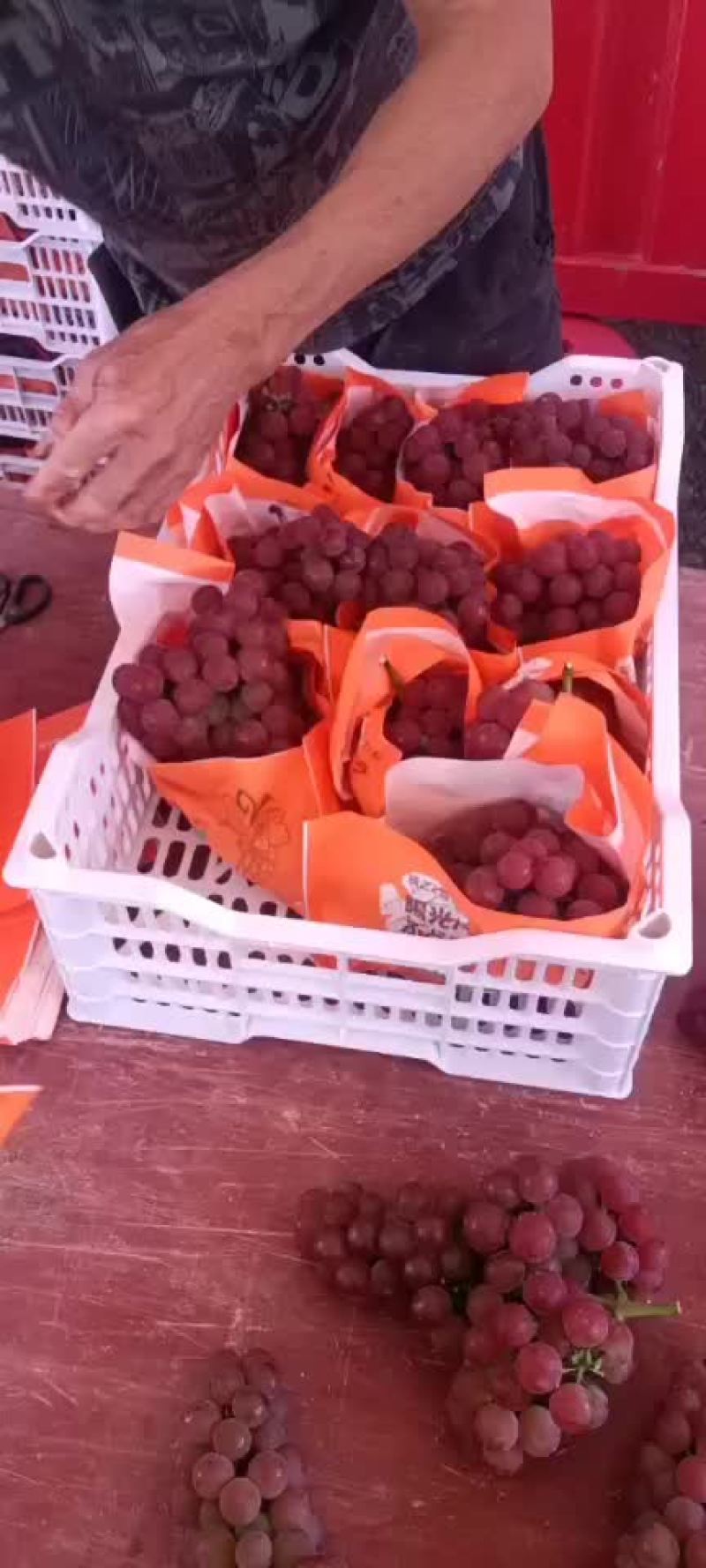 红玫瑰葡萄