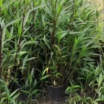 翠芦莉，规格齐全。量大从优。保质保量，欢迎来电
