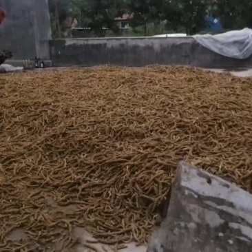 正综辉渠小米