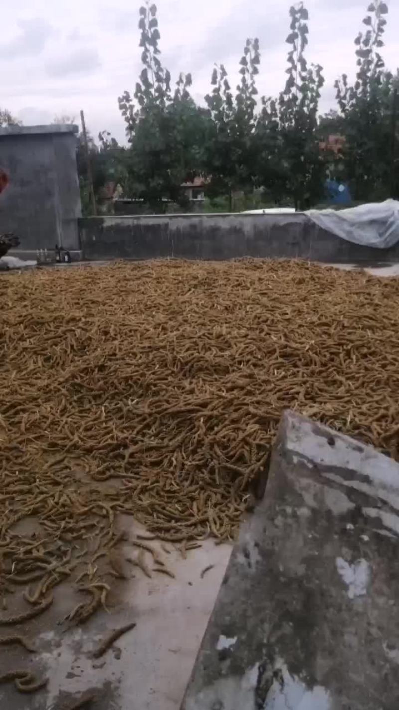 正综辉渠小米