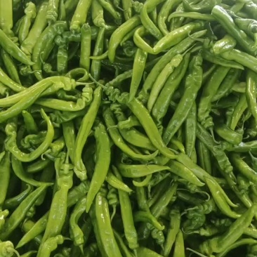 尖椒大量质量好