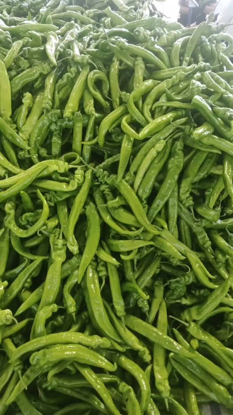 尖椒大量质量好