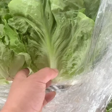 精品生菜/万亩大棚/产地直销/常年有货。
