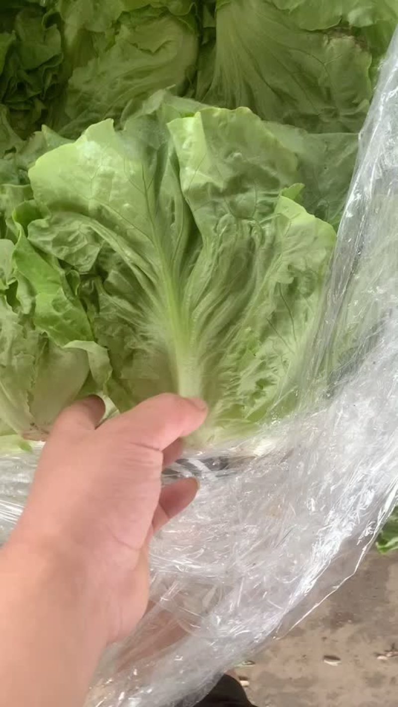 精品生菜/万亩大棚/产地直销/常年有货。