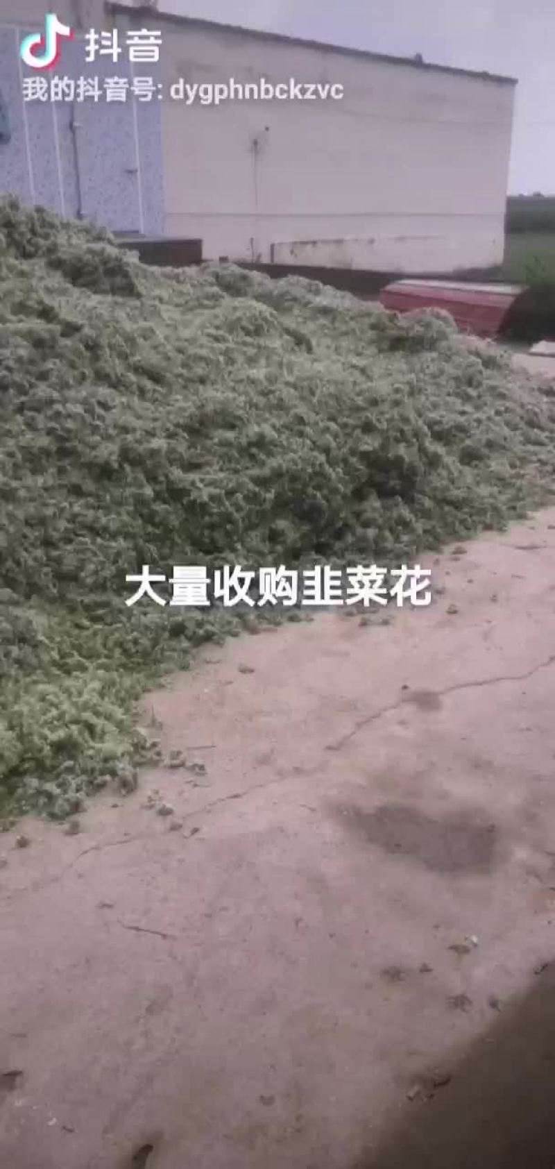 大量收购韭菜花