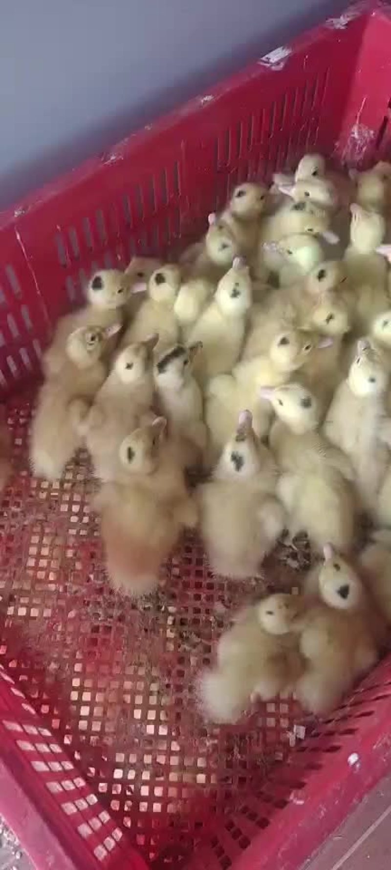 螺鸭苗