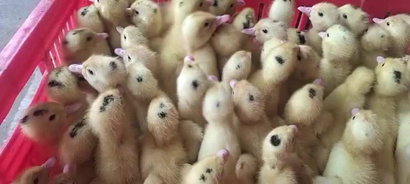 螺鸭苗