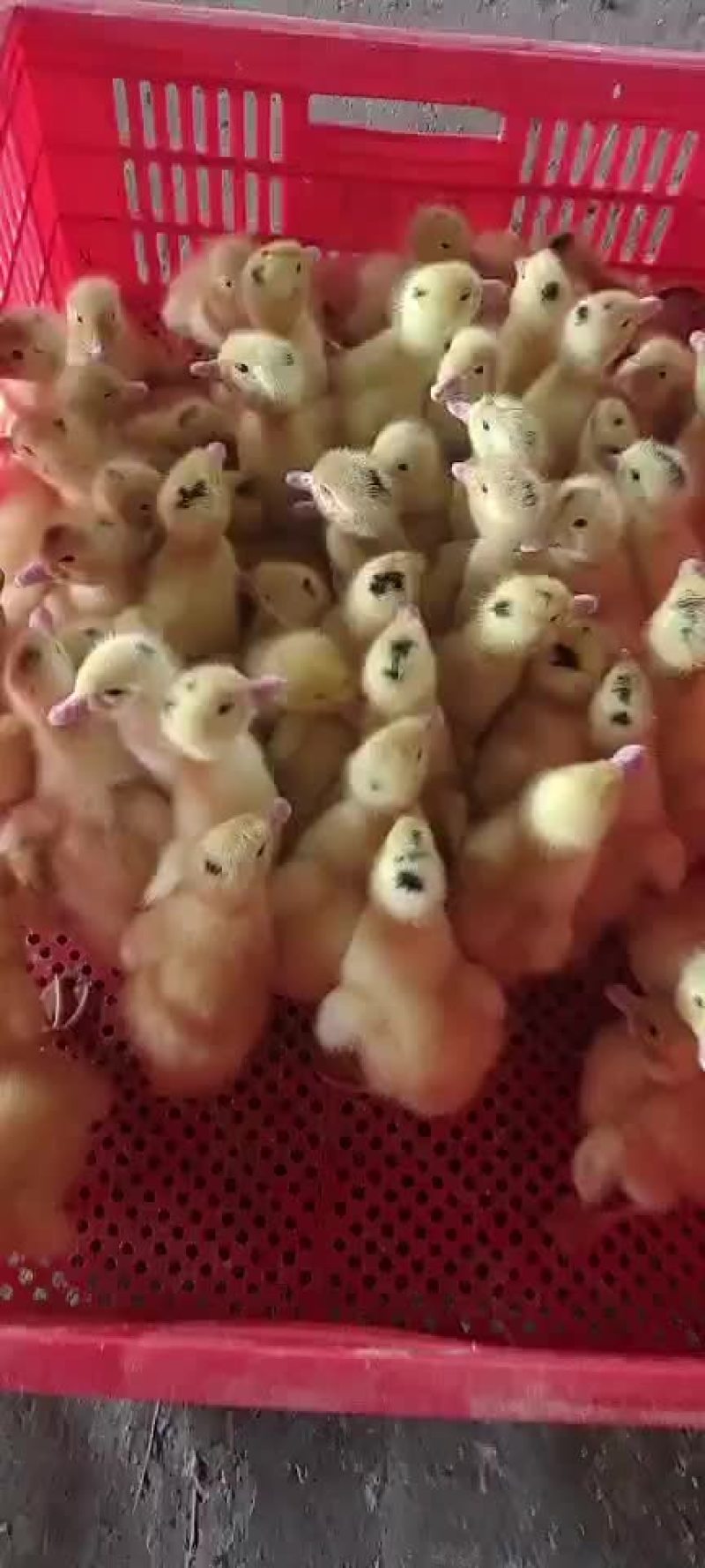 螺鸭苗