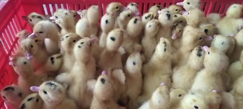 螺鸭苗