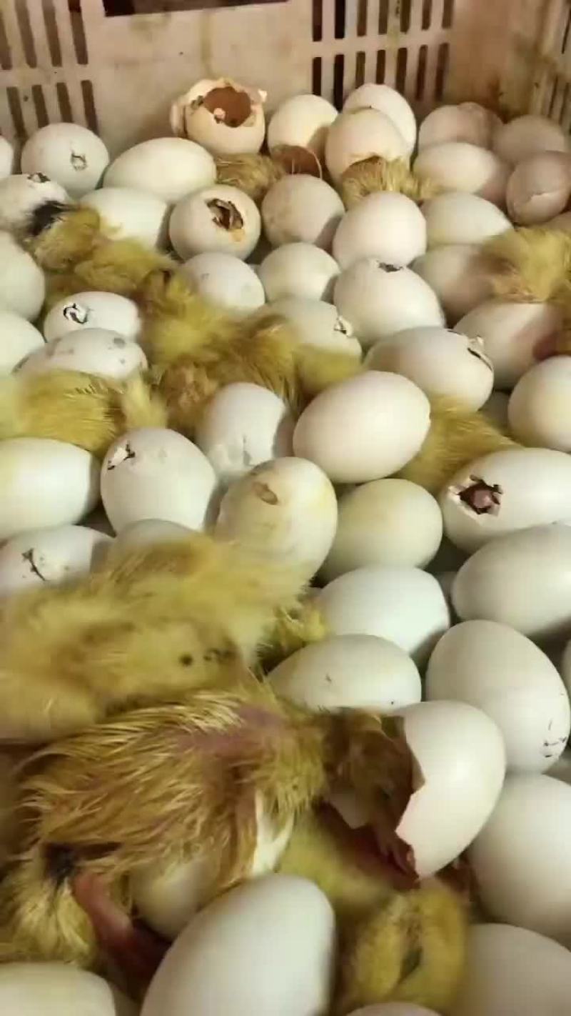 螺鸭苗