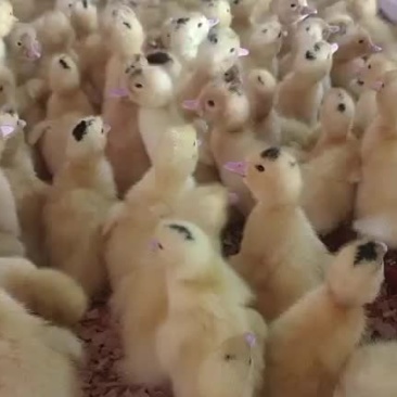螺鸭苗