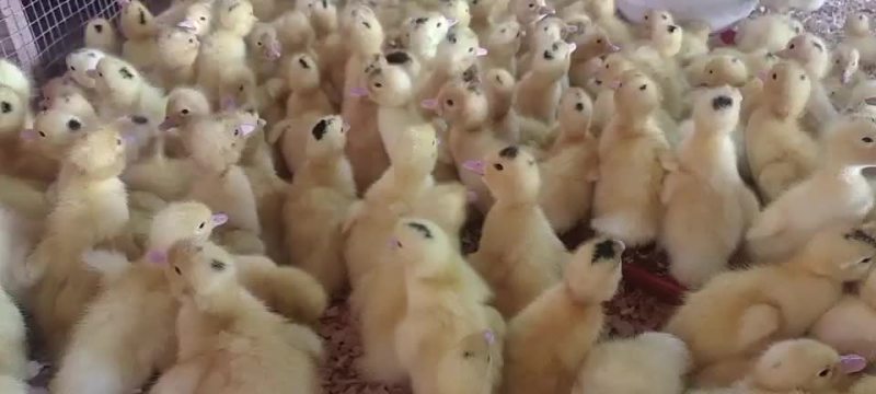 螺鸭苗