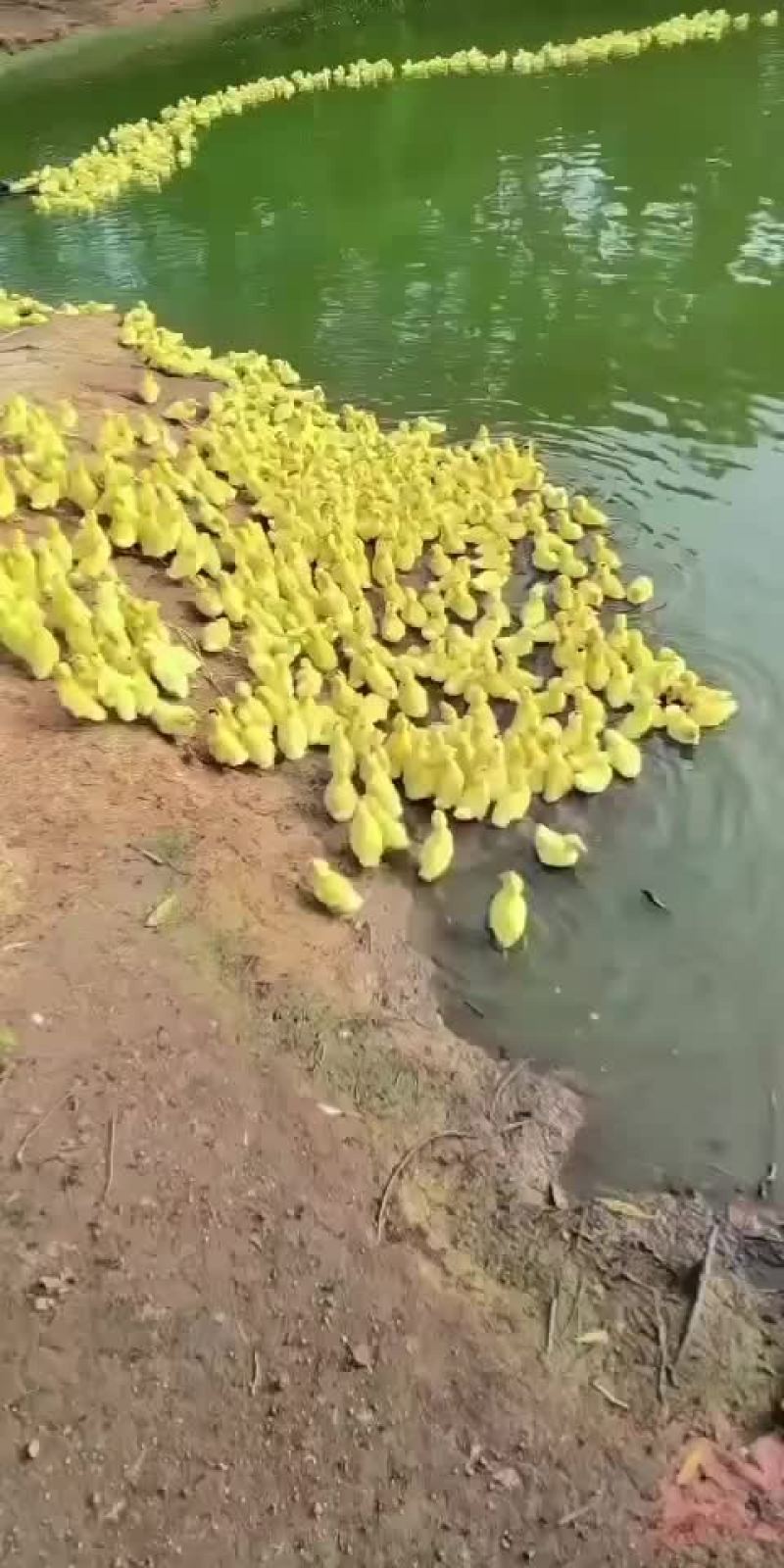 螺鸭苗
