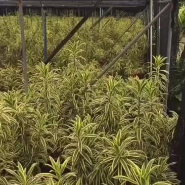 精品百合竹，大量现货待嫁