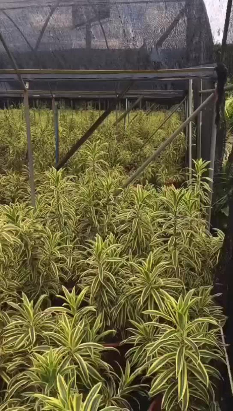 精品百合竹，大量现货待嫁