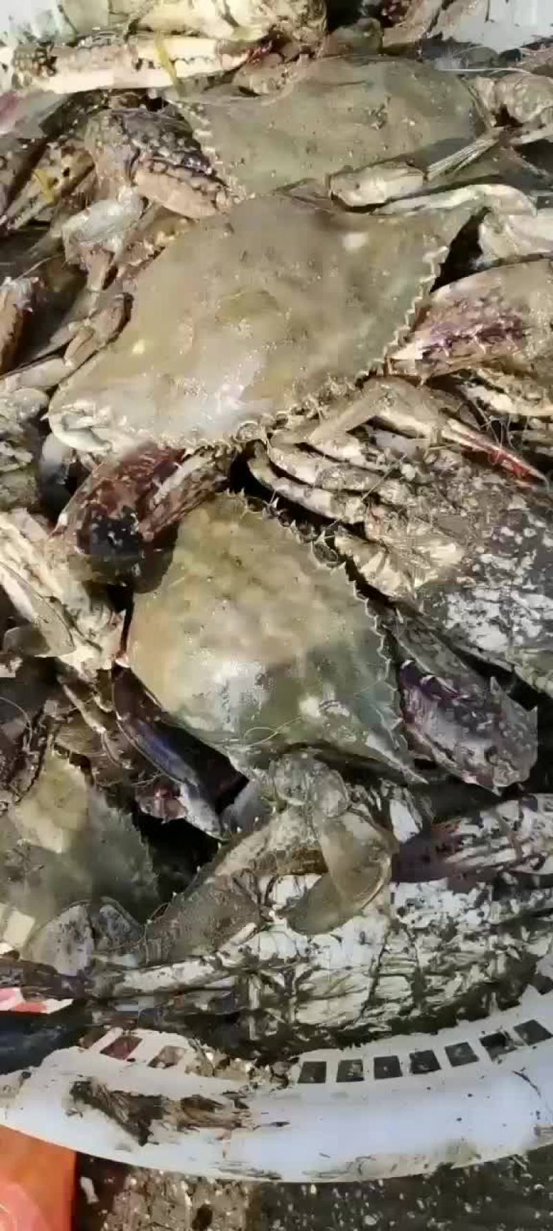 中国对虾，梭子蟹，马上开始了，需要的联系