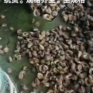 香螺
