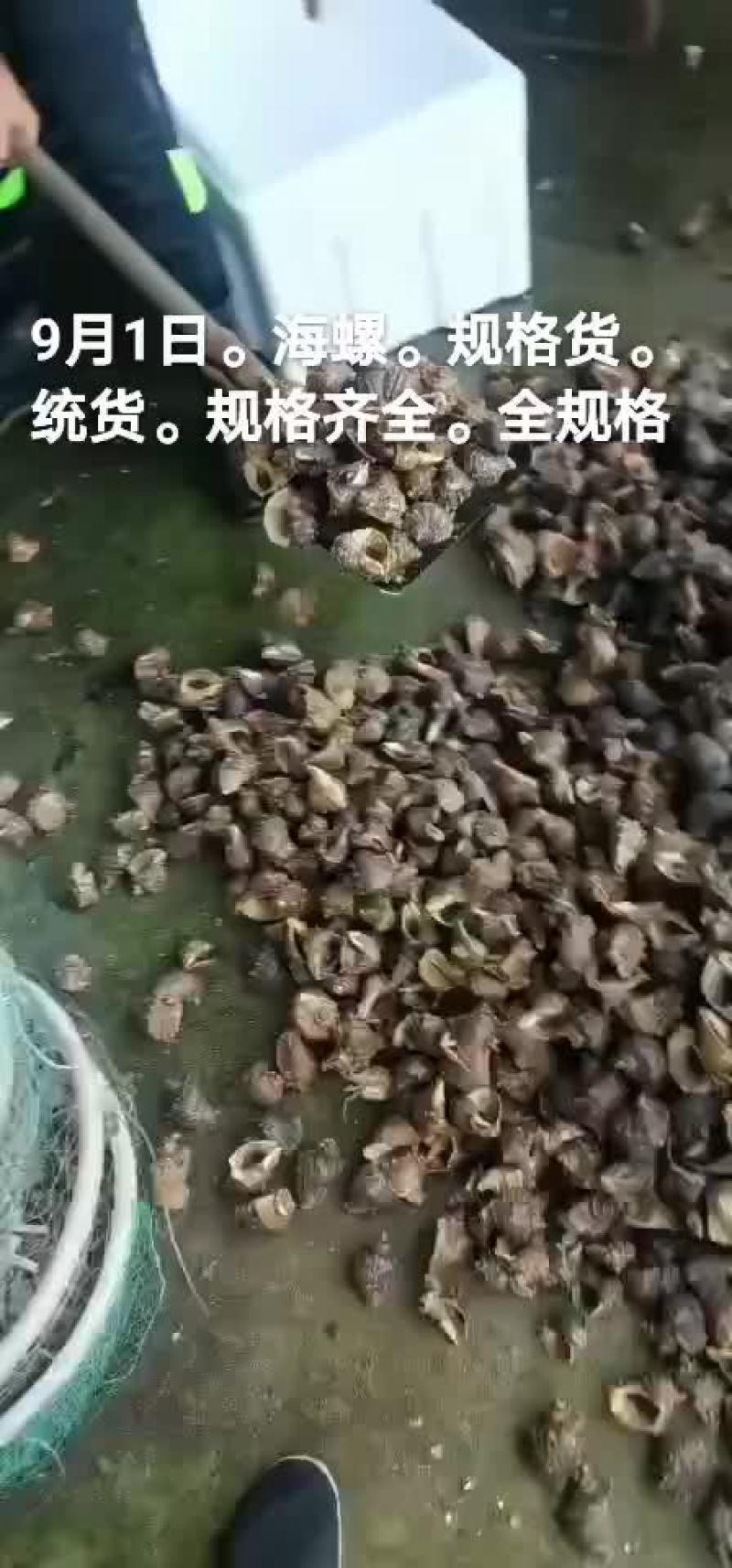 香螺