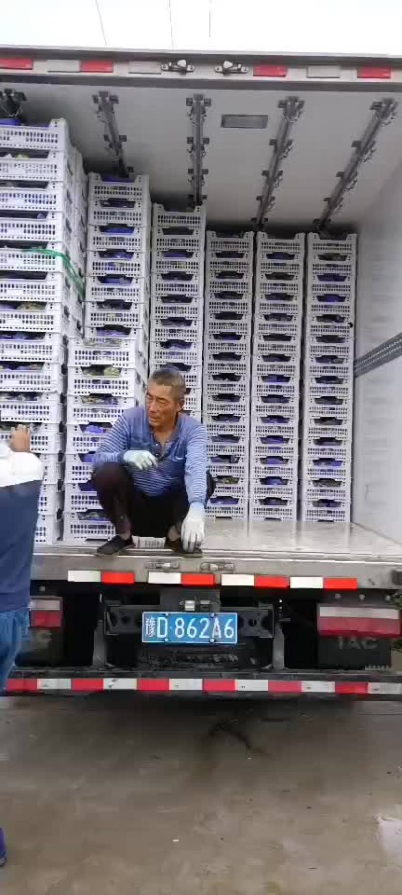 阳光玫瑰