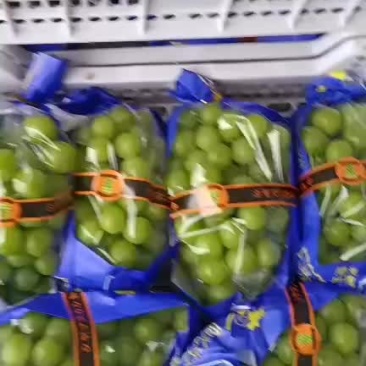 阳光玫瑰