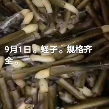 蛏子