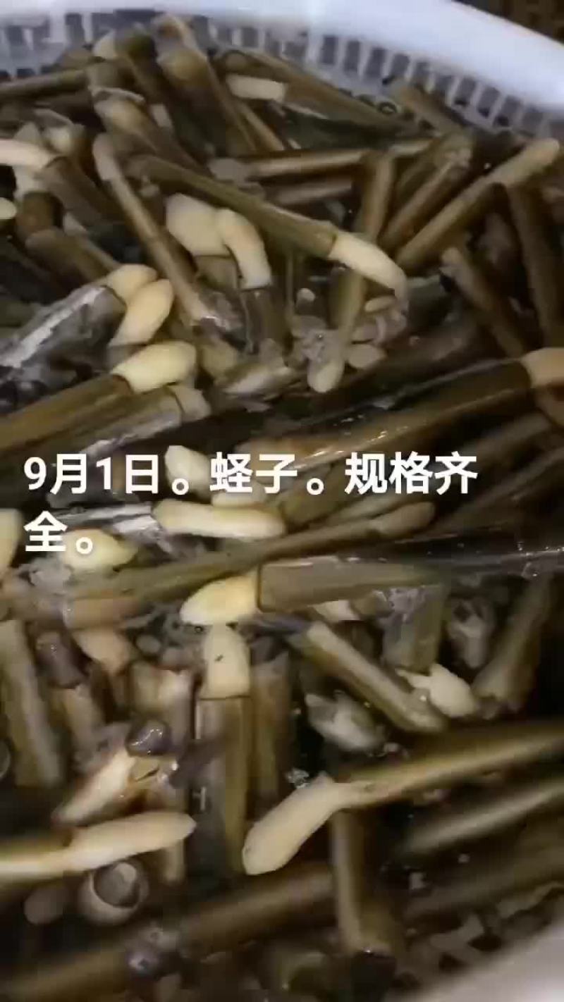 蛏子