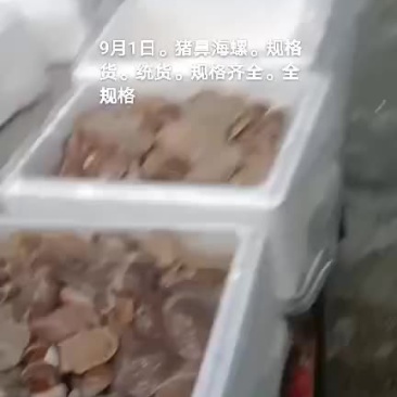 猪鼻海螺